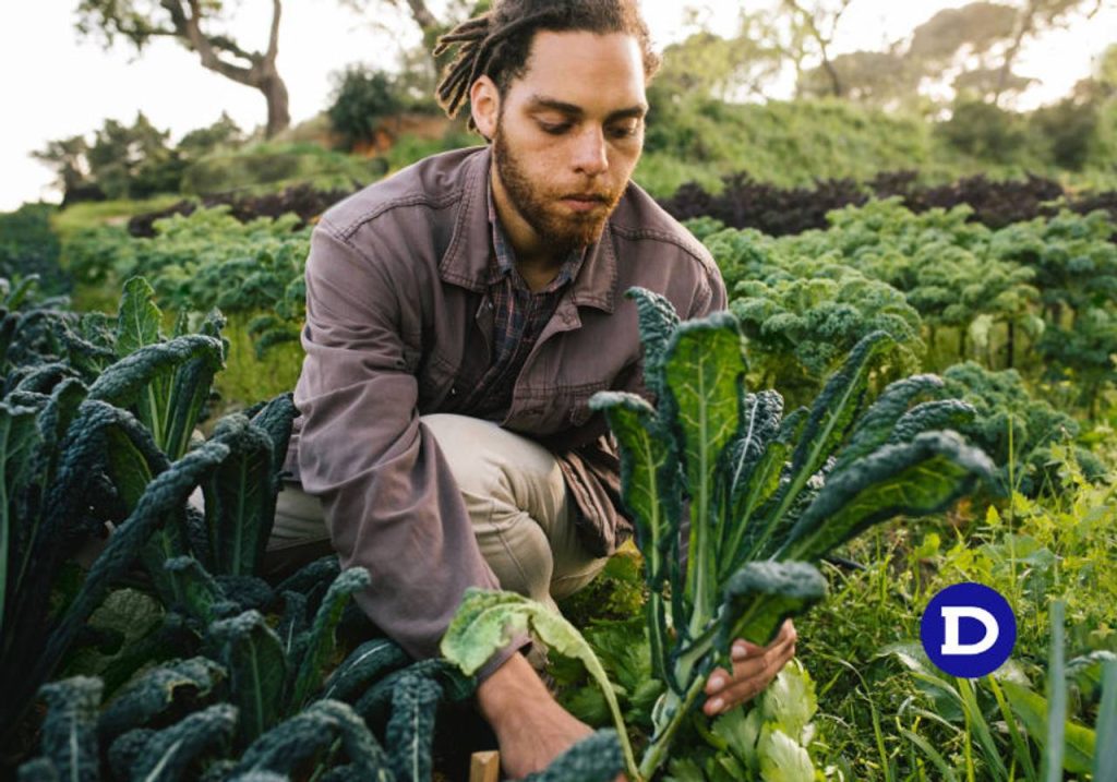 Homem cultivando uma horta